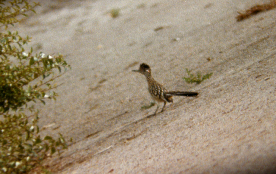 Uccelli dell''Arizona: il roadrunner